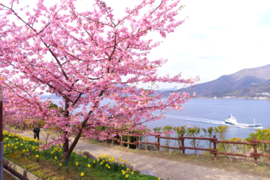 【広島駅新幹線口発着/日帰り】上関城山歴史公園の河津桜と 旬のいちご狩り食べ放題 マイヤーレモン鯛鍋御膳のご昼食1